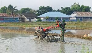 Babinsa Koramil 01/Tirawuta Kodim 1412/Kolaka Turun Langsung Bantu Bajak Sawah Warga