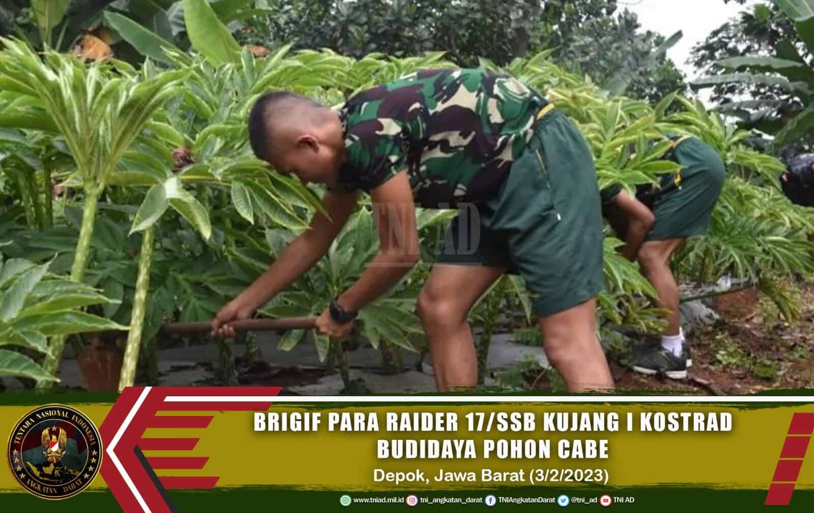 Brigif Para Raider 17/Sbb Kujang I Kostrad Budidaya Pohon Cabe