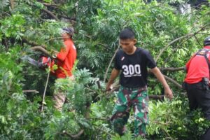 Prajurit Yonif Raider 300/Brajawijaya Sigap Evakuasi Pohon Tumbang