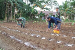 Prajurit Satgas Yonif 511/DY Bantu Pemupukan di Lahan Perkebunanan Warga