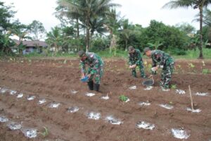 Prajurit Satgas Yonif 511/DY Bantu Pemupukan di Lahan Perkebunanan Warga