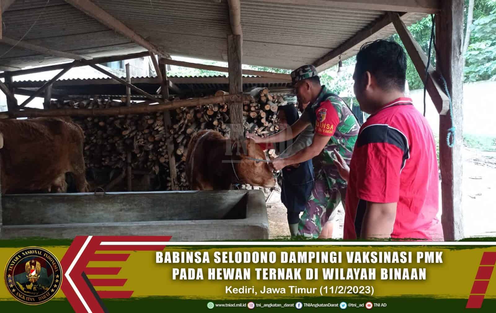 Babinsa Selodono Dampingi Vaksinasi PMK Hewan Ternak di Wilayah Binaan