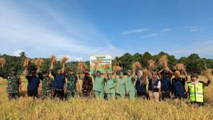 Dandim 0107/Asel Bersama BPP dan Persit Lakukan Panen Padi di Lahan Demplot