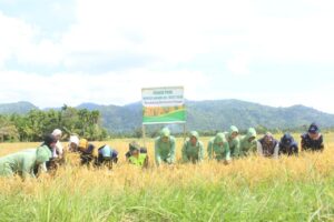 Dandim 0107/Asel Bersama BPP dan Persit Lakukan Panen Padi di Lahan Demplot