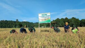 Dandim 0107/Asel Bersama BPP dan Persit Lakukan Panen Padi di Lahan Demplot