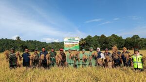 Dandim 0107/Asel Bersama BPP dan Persit Lakukan Panen Padi di Lahan Demplot