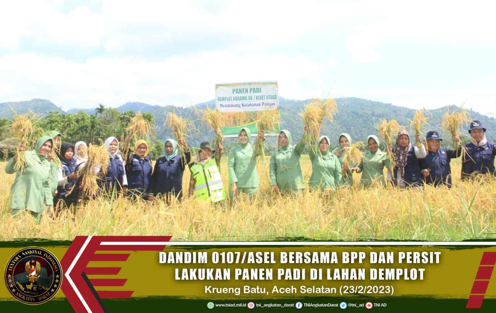 Dandim 0107/Asel Bersama BPP dan Persit Lakukan Panen Padi di Lahan Demplot