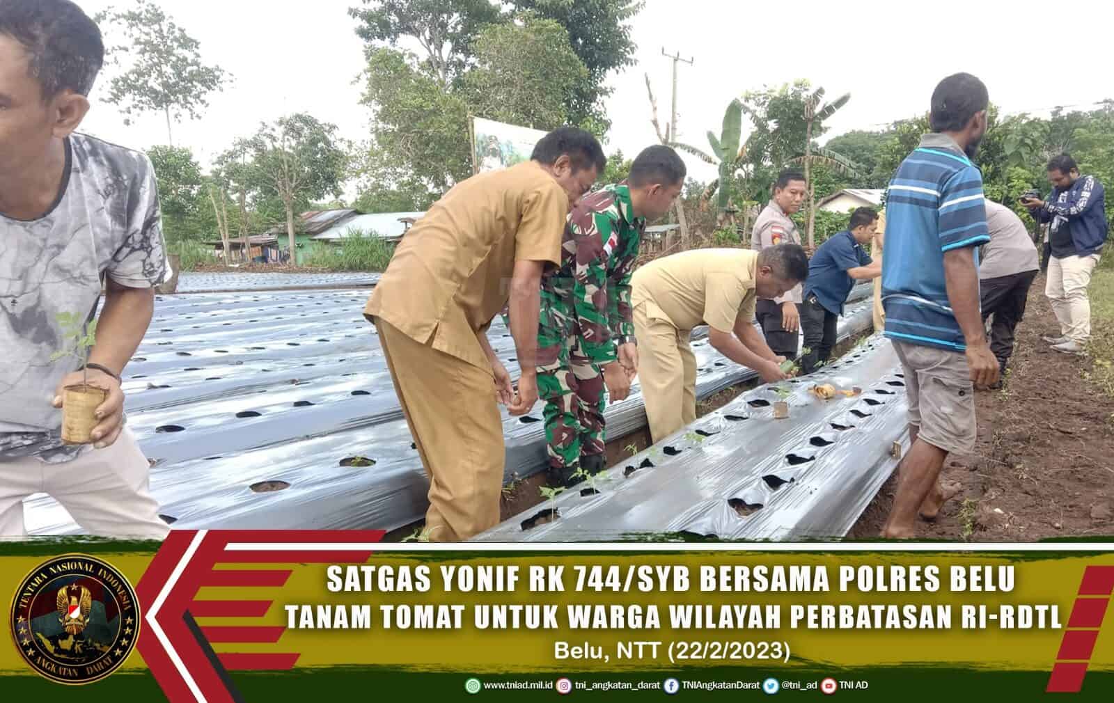 Satgas Yonif RK 744/SYB Bersama Polres Belu Tanam Tomat Untuk Warga Wilayah Perbatasan RI-RDTL
