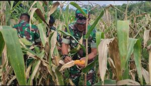 Tindak Lanjuti Perintah Kasad, Lagi-Lagi Koramil Jajaran Kodim 0410/KBL Panen Jagung