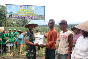 Kodim 0704/Banjarnegara Panen Jagung Dukung Ketahanan Pangan Nasional