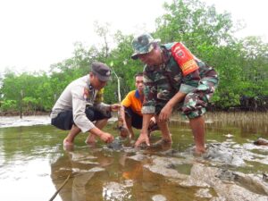 Pulihkan Sumber Daya Alam dan Cegah Abrasi Pantai, Kodim 1412/Kolaka Melaksanakan Penanaman Pohon Mangrove