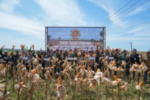 Pangkostrad Panen Jagung, Penanaman Simbolis Padi Japonica Rice dan Wijen Serta Resmikan Mess dan Gudang Hanpangan Kostrad