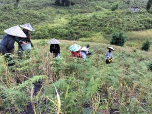Panen Bersama Masyarakat Perbatasan, Wujud Dukungan Satgas Pamtas Yonarmed 19/105 Trk Bogani Terhadap Ketahanan Pangan