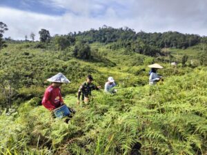 Panen Bersama Masyarakat Perbatasan, Wujud Dukungan Satgas Pamtas Yonarmed 19/105 Trk Bogani Terhadap Ketahanan Pangan