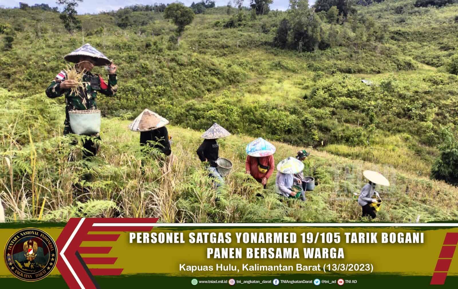 Panen Bersama Masyarakat Perbatasan, Wujud Dukungan Satgas Pamtas Yonarmed 19/105 Trk Bogani Terhadap Ketahanan Pangan