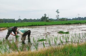 Dukung Ketahanan Pangan, Babinsa Kodim 1002/HST Turun Langsung Ke Sawah