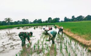 Dukung Ketahanan Pangan, Babinsa Kodim 1002/HST Turun Langsung Ke Sawah