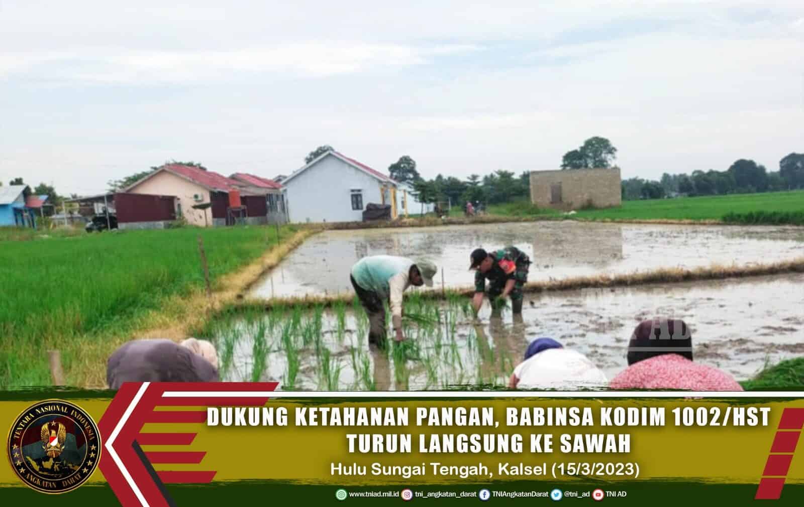 Dukung Ketahanan Pangan, Babinsa Kodim 1002/HST Turun Langsung Ke Sawah