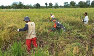 Dukung Program Pemerintah Ketahanan Pangan, Serda Duwi Andarwani Bantu Warga Binaan Panen Padi