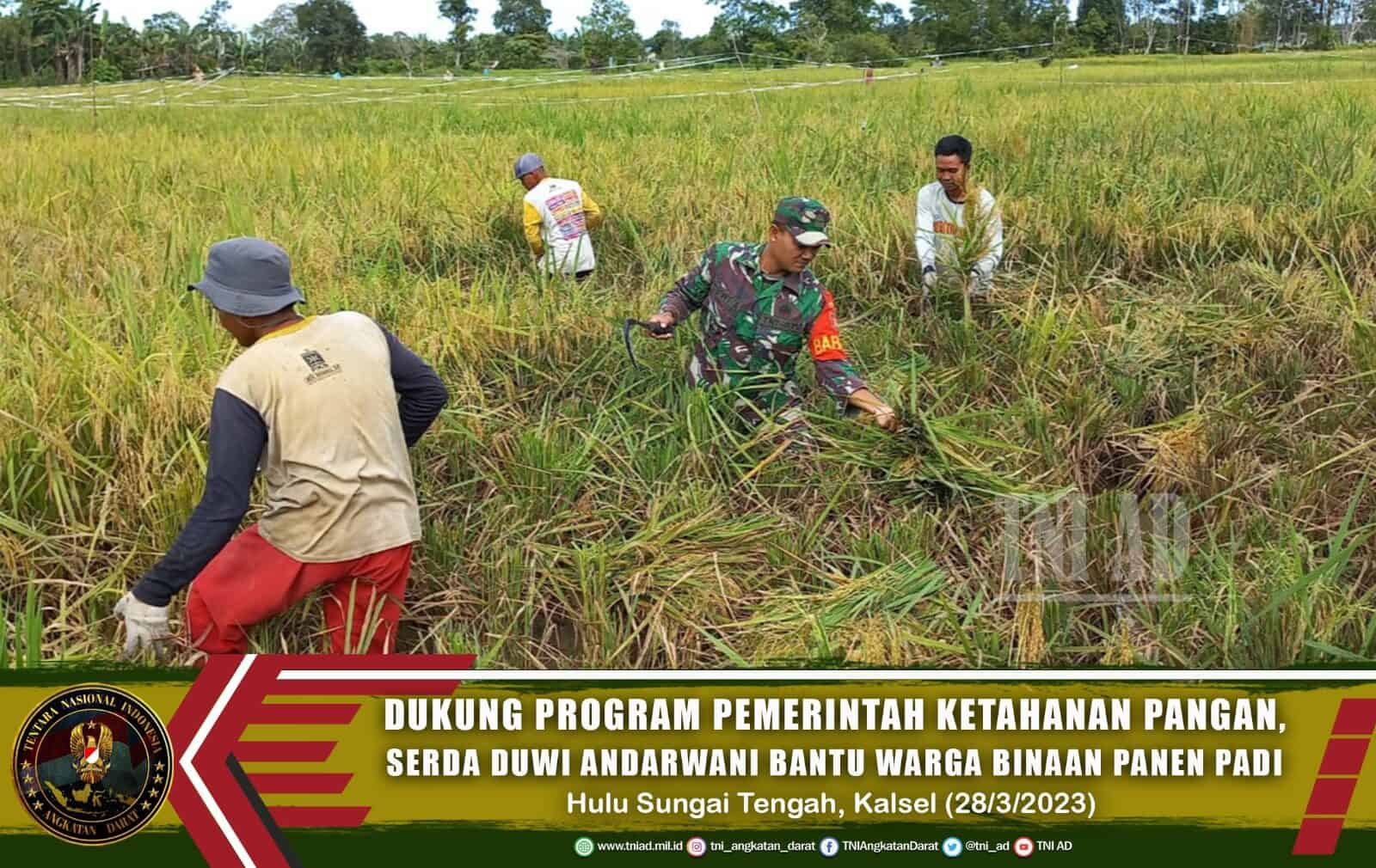 Dukung Program Pemerintah Ketahanan Pangan, Serda Duwi Andarwani Bantu Warga Binaan Panen Padi