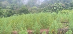Personel Gabungan Korem 012/TU Menemukan Ladang Ganja 8,9 Hektar