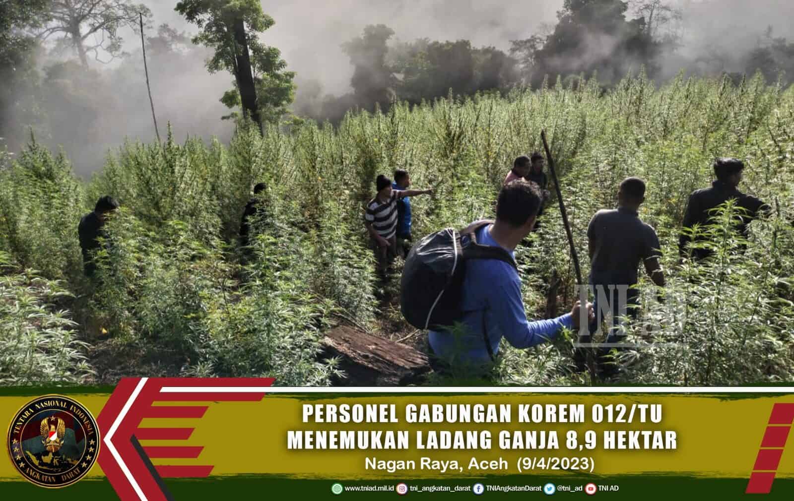 Personel Gabungan Korem 012/TU Menemukan Ladang Ganja 8,9 Hektar