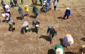 Kodim 1501/Ternate Rubah 1 Hektar Lahan Tidur Jadi Kebun Jagung Guna Dukung Program Ketahanan Pangan