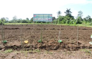 Kodim 1501/Ternate Rubah 1 Hektar Lahan Tidur Jadi Kebun Jagung Guna Dukung Program Ketahanan Pangan