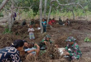Satgas Yonif RK 744/SYB Bersama Masyarakat lakukan Panen Kacang Tingkatan Ketahanan Pangan di Perbatasan