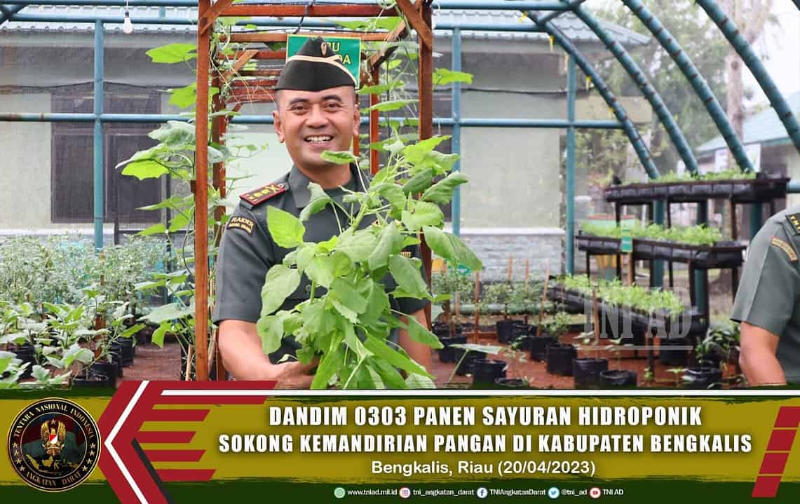 Dandim 0303/Bengkalis Panen Sayuran Hidroponik Sokong Kemandirian Pangan