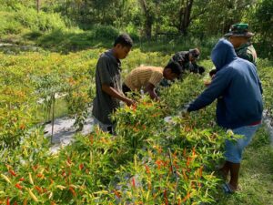 Satgas Yonif RK 744/SYB Dampingi Masyarakat Panen Cabai di Perbatasan Guna Meningkatkan Ketahanan Pangan