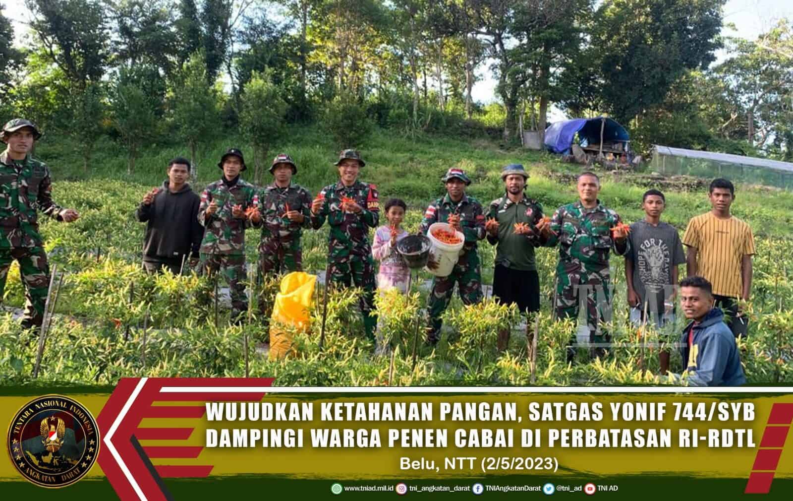 Satgas Yonif RK 744/SYB Dampingi Masyarakat Panen Cabai di Perbatasan Guna Meningkatkan Ketahanan Pangan