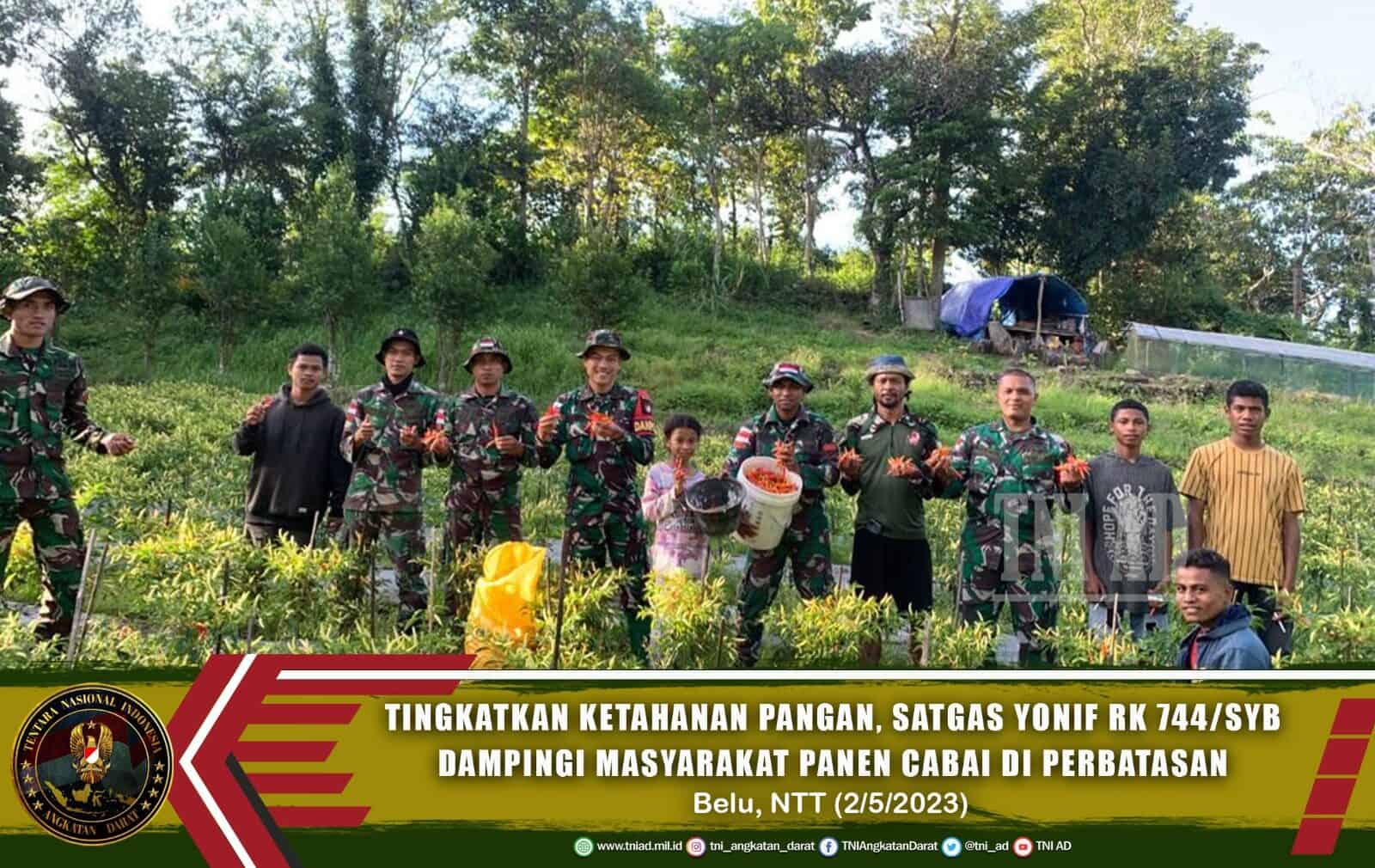 Tingkatkan Ketahanan Pangan, Satgas Yonif RK 744/SYB Dampingi Masyarakat Panen Cabai di Perbatasan