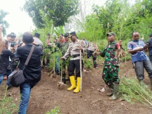 Tim Gabungan TNI-Polri dan BNN Musnahkan Satu Hektar Ganja di Pidie Jaya