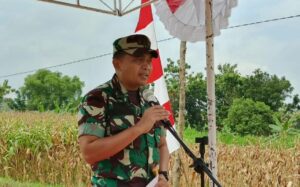 Dandim Grobogan Panen Raya Jagung Bersama Fokopimcam Dan Masyarakat