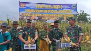 Dandim Grobogan Panen Raya Jagung Bersama Fokopimcam Dan Masyarakat