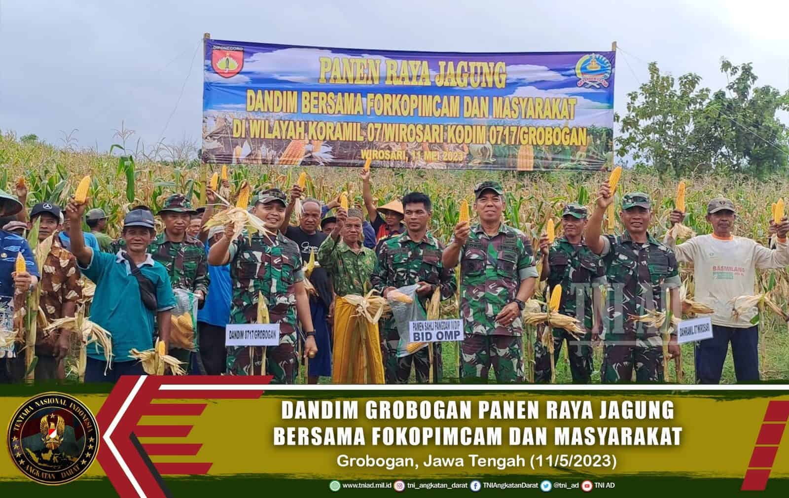 Dandim Grobogan Panen Raya Jagung Bersama Fokopimcam Dan Masyarakat