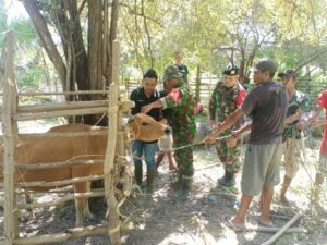 Satgas Yonkav 10/Mendagiri Pendampingan Penandaan Dan Pendataan Ternak (PPT) Di Desa Netemnanu Utara