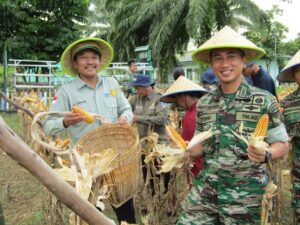 Wujudkan Ketahanan Pangan, Kodim 0405/Lahat Panen Raya Jagung