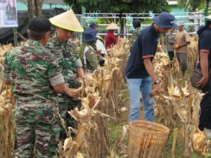 Wujudkan Ketahanan Pangan, Kodim 0405/Lahat Panen Raya Jagung