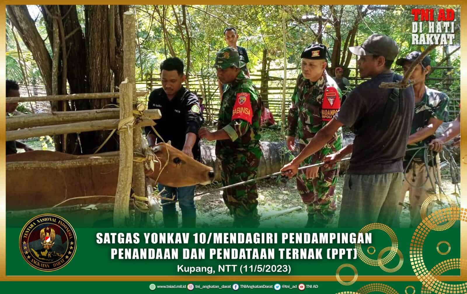 Satgas Yonkav 10/Mendagiri Pendampingan Penandaan Dan Pendataan Ternak (PPT) Di Desa Netemnanu Utara