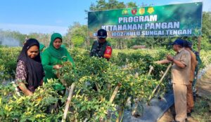 Dukung Ketahanan Pangan, Dandim 1002/HST Panen Lombok Di Muara Rintis
