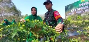 Dukung Ketahanan Pangan, Dandim 1002/HST Panen Lombok Di Muara Rintis