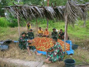 Tingkatkan Ketahanan Pangan di Perbatasan, Satgas Yonif RK 744/SYB Dampingi Masyarakat Panen Tomat