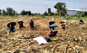 Babinsa Bantu Proses Panen Jagung, Selalu Laksanakan Pendampingan Hingga Capai Hasil Panen Memuaskan