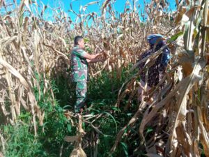 Selalu Ada Bersama Warga Binaan Babinsa Bantu Petani Panen Jagung