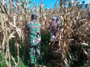 Selalu Ada Bersama Warga Binaan Babinsa Bantu Petani Panen Jagung