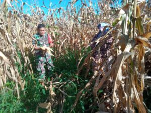 Selalu Ada Bersama Warga Binaan Babinsa Bantu Petani Panen Jagung