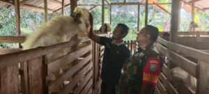 Dengan Komsos Babinsa 1202-04/Seluas Memotivasi Warga Berternak Kambing