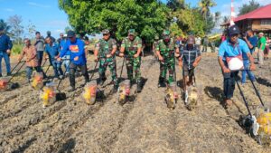 Didampingi Bupati Nagekeo, Danrem 161/WS Panen Padi dan Tanam Jagung Milik Poktan